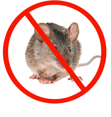 Rat Control Services - Rodent Exterminator