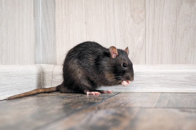 How to get rid of rats in your crawl space - Rat Control