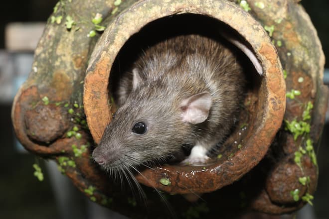 how to get rid of rats under the deck