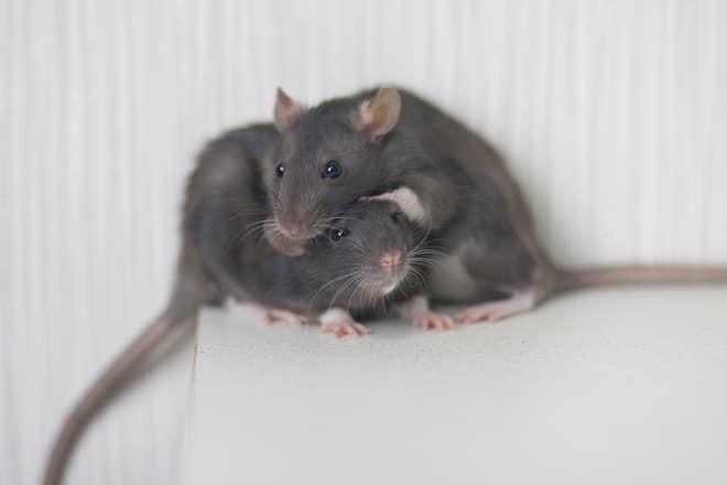 how to get rid of rats without traps