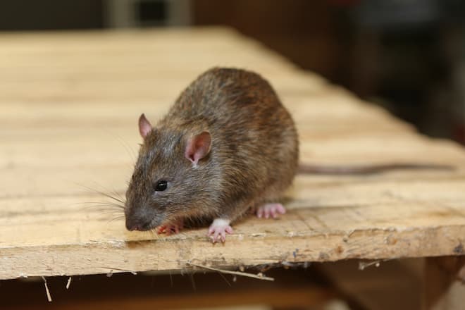 How to know if you have rats or mice? - Rat Control