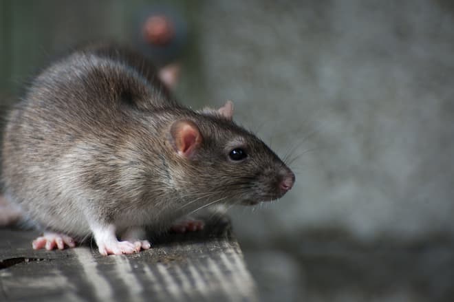 rat in the house – signs of infestations