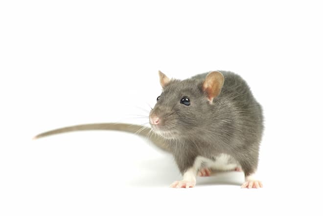 what diseases are spread by rats