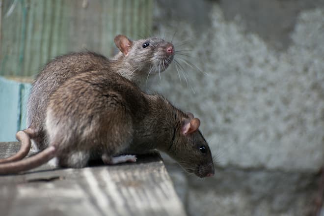 what happens to rats after they eat poisoned bait