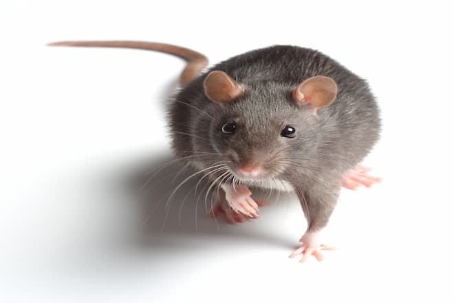 what causes rat infestations at home